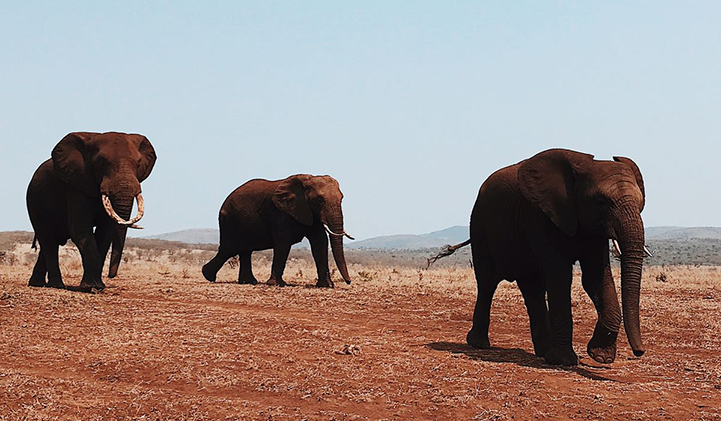 Safari dans la région de Mkuze en Afrique du Sud